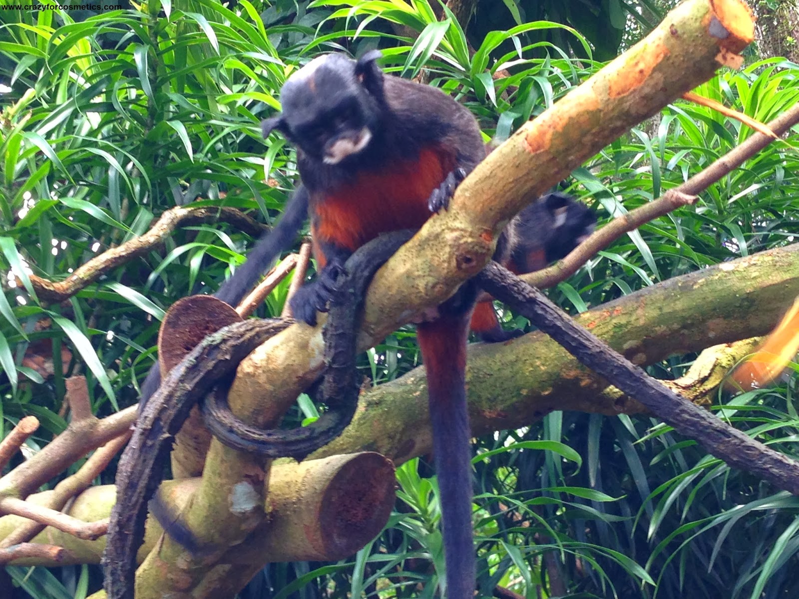 Singapore zoo monkeys- singapore zoo location-singapore zoo rainforest