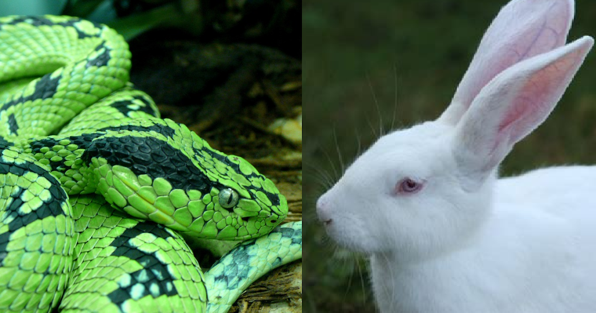 Chinese Horoscope Snake Compatibility Rabbit