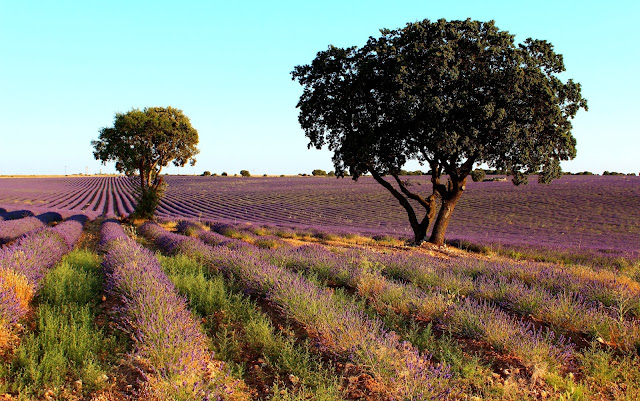 Campos de lavanda en Brihuega