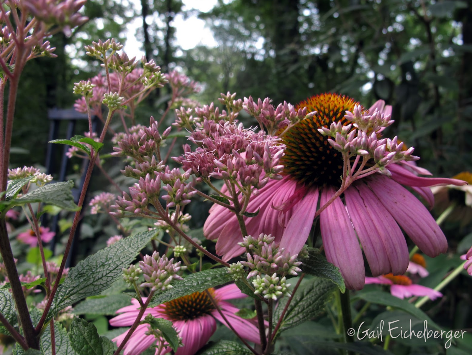 clay and limestone Wildflower Wednesday Growing Wildflowers in Containers