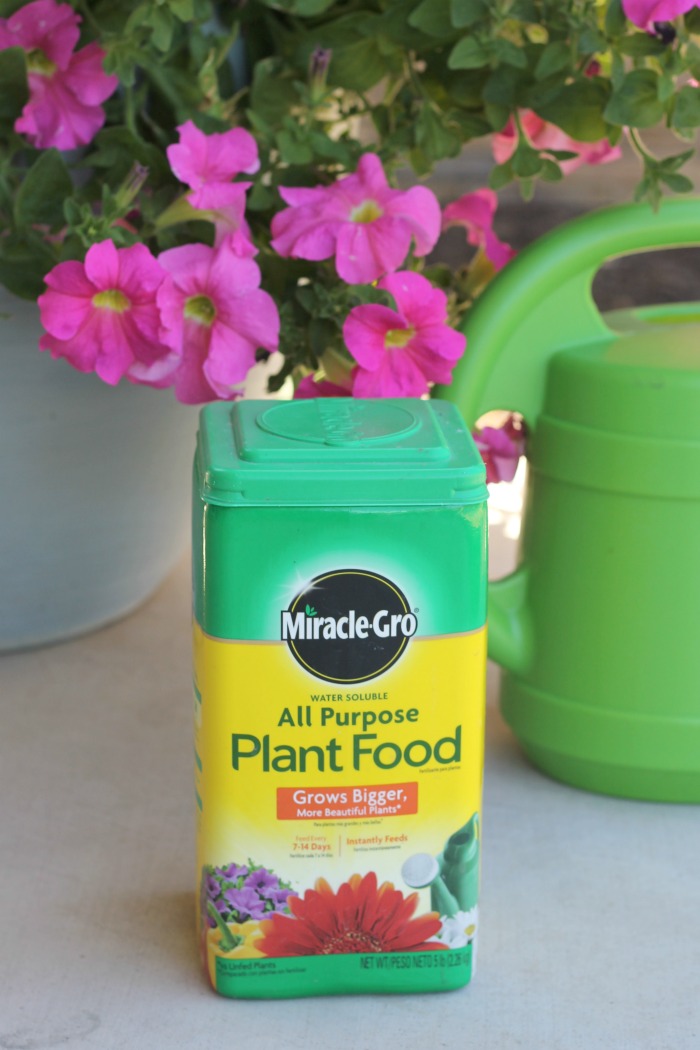 Ginger Snap Crafts How to Grow & Care for Petunias