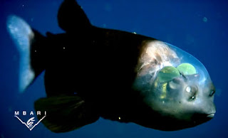 Kepala Ikan Transparan