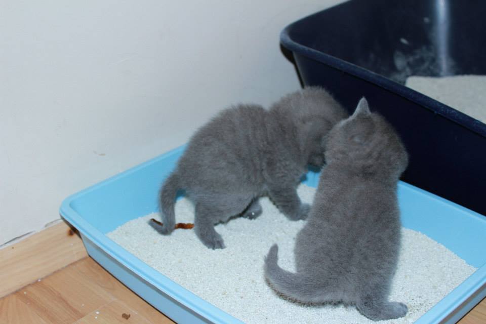 KEDİ KUMU & kediyi kuma alıştırma British Shorthair Scottish Fold