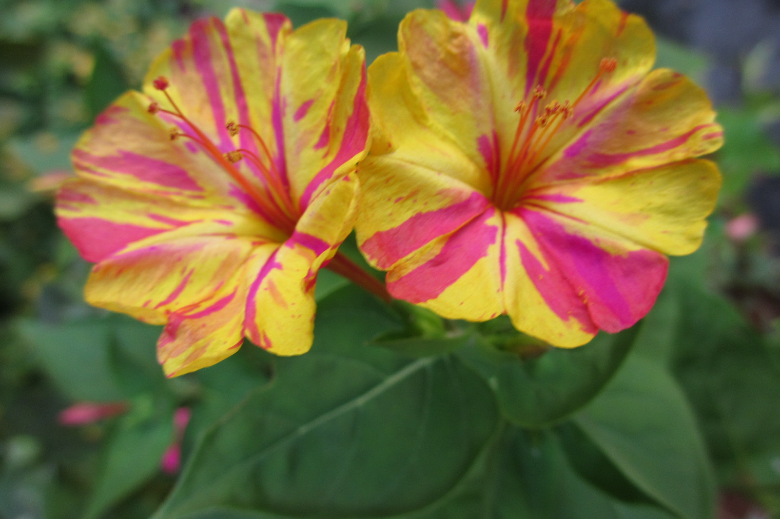 Reluctant Rebel Why Do My 4 O'Clocks Bloom at 730? And A 'Hummingbird