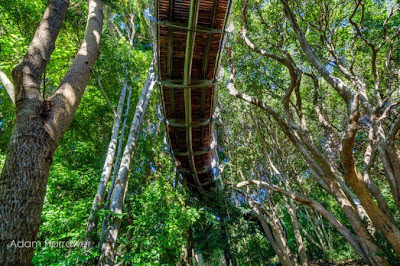 Puente de madera en  el parque botanico Kirstenbosch 