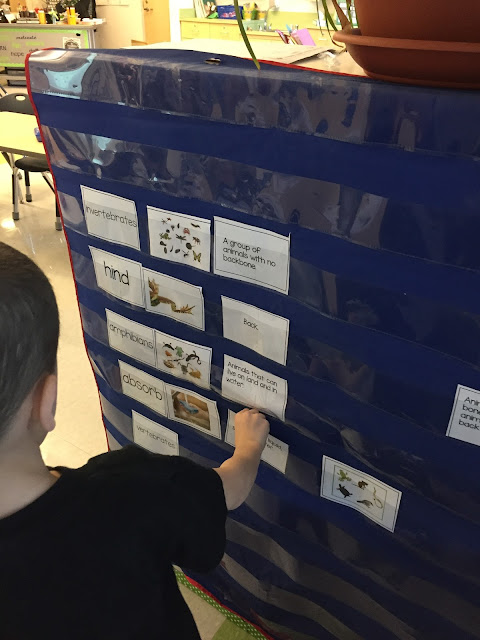 Vocabulary cards, words, pictures, and definitions for spring close read.