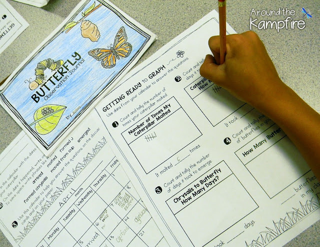 Butterfly math~Collecting data and graphing the life cycle