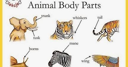 Wild parts. Part of animal's body 3 класс. Animal body Parts. Animal body Parts for Kids. Animals body Parts in English.
