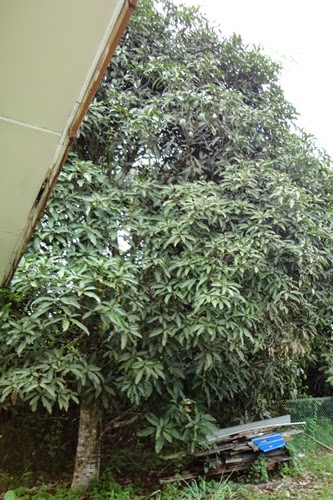 Mangga berbuah di belakang rumah, gambar buah mangga, pokok mangga