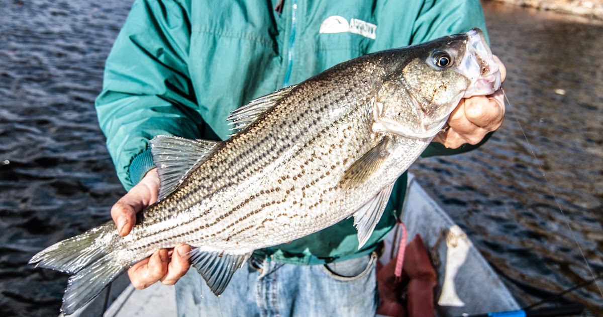Litton's Fishing Lines Vertical and Diagonal Jigging for Hybrid