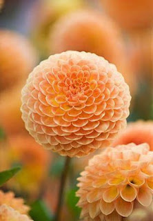 dahlia-de-color-naranja