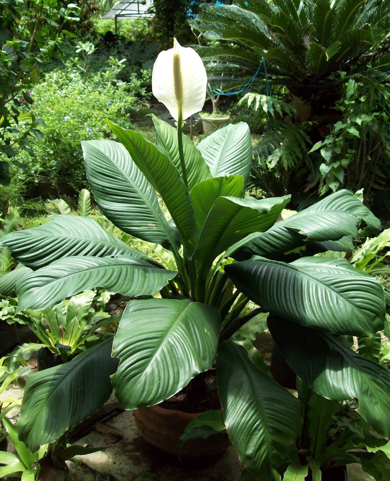 Lirio da Paz Gigante Spathiphyllum