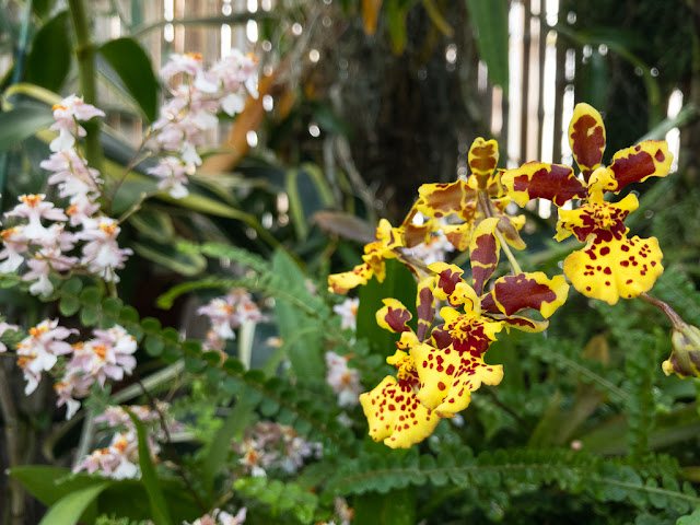 Biltmore Conservatory Orchids