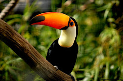 rainforest animals tropical wallpapers amazing