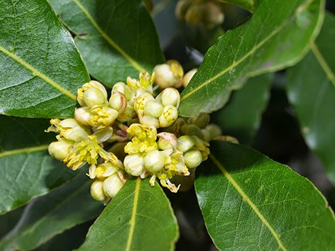 Laurel (Laurus nobilis)flor amarilla