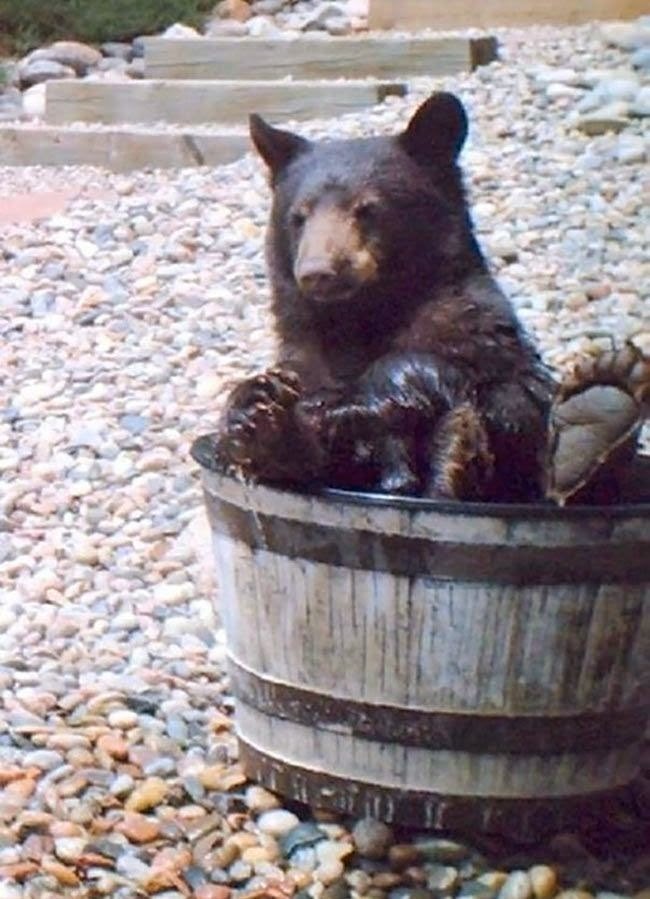 Family set up a camera to found out why their water kept going missing. This is what it caught... (6 pics), bear takes a bath on a barrel, bear cooling down in barrel full of water