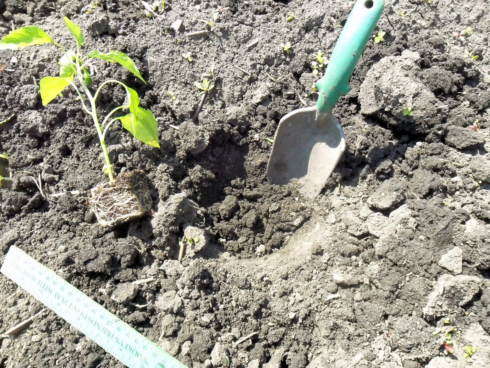 Community Backyard How to plant nursery plants