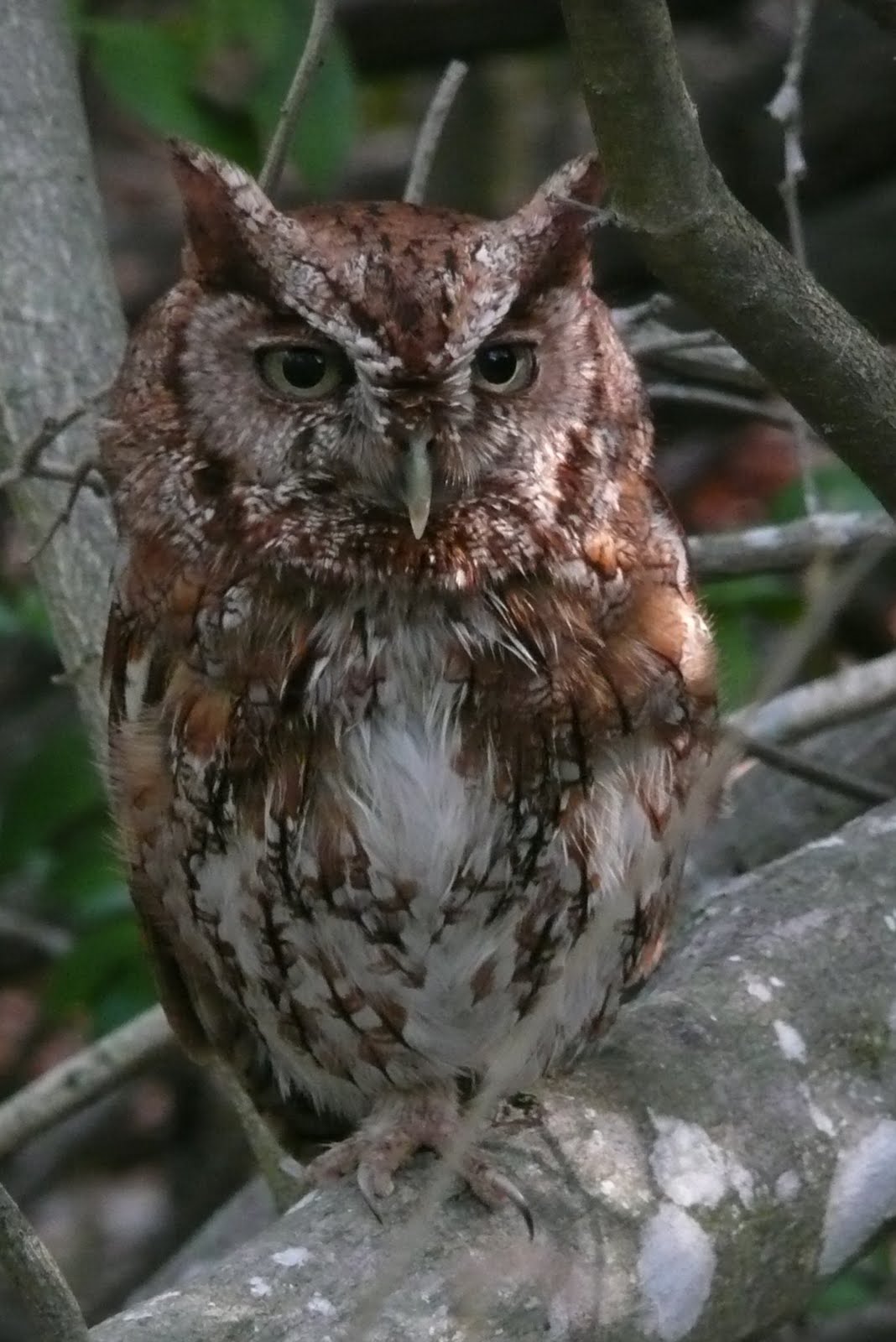Florida Suncoast Birding Eastern ScreechOwl at Sanibel Lighthouse