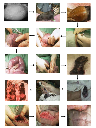 Teknik Operasi Ovariohisterectomy, Hysterectomy dan Hysterotomy (Bedah Genital)