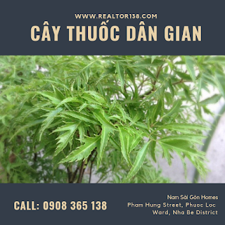 cay dinh lang chua benh ho