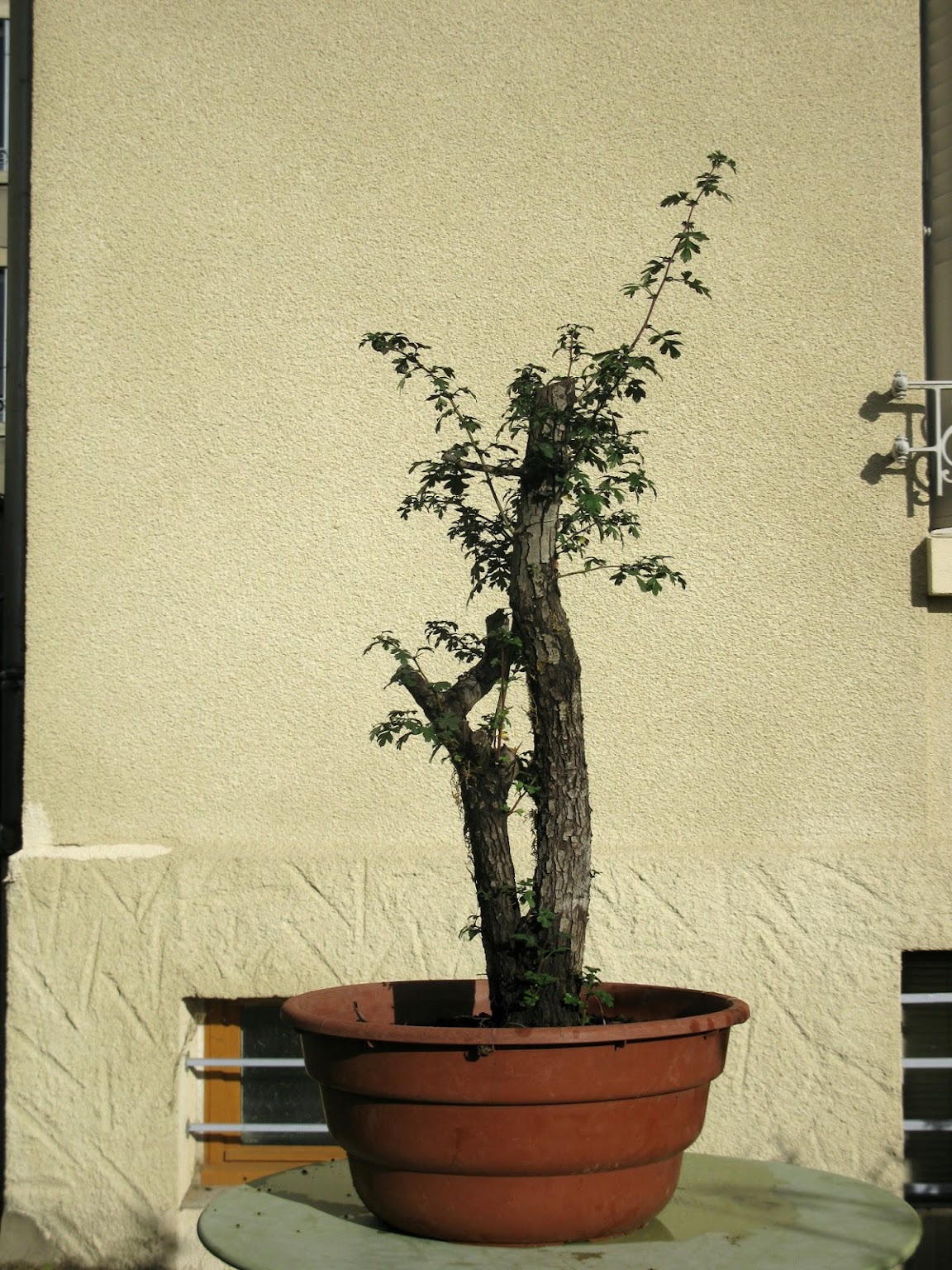 MATSU BONSAI