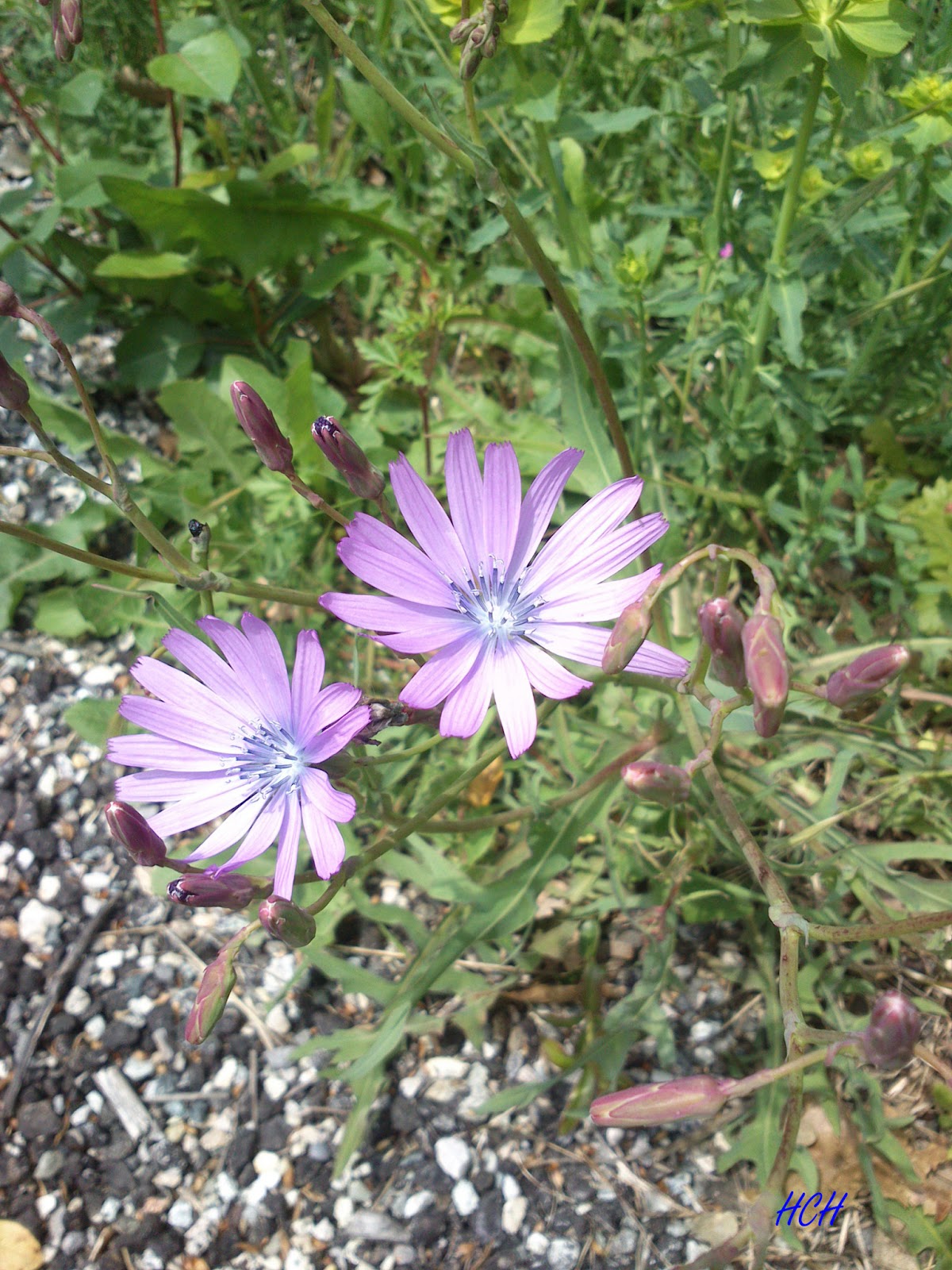 Flore et Faune en région Rhône-Alpes: Chicorée amère ou Chicorée ...