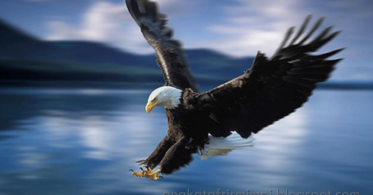 Cara Menggambar Burung Elang Jawa Gambar Lucu