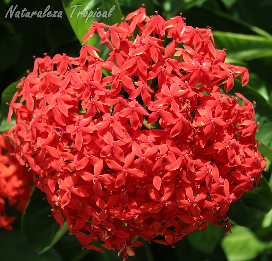 4- Ixora coccinea es una de las plantas más comunes en Cuba por su perenne floración y fácil mantenimiento. Está presente en más del 95% de los jardines del país.