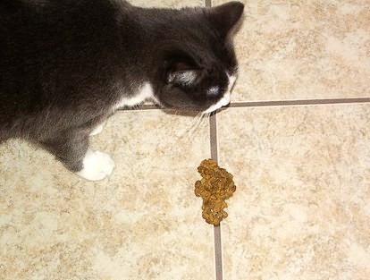 Mengatasi Kucing Yang Muntah Makanannya  Mengatasi Kucing Muntah