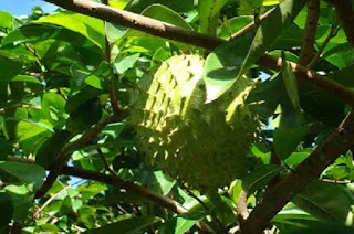 Recipe to get Efficacy and benefits of Soursop Leaf