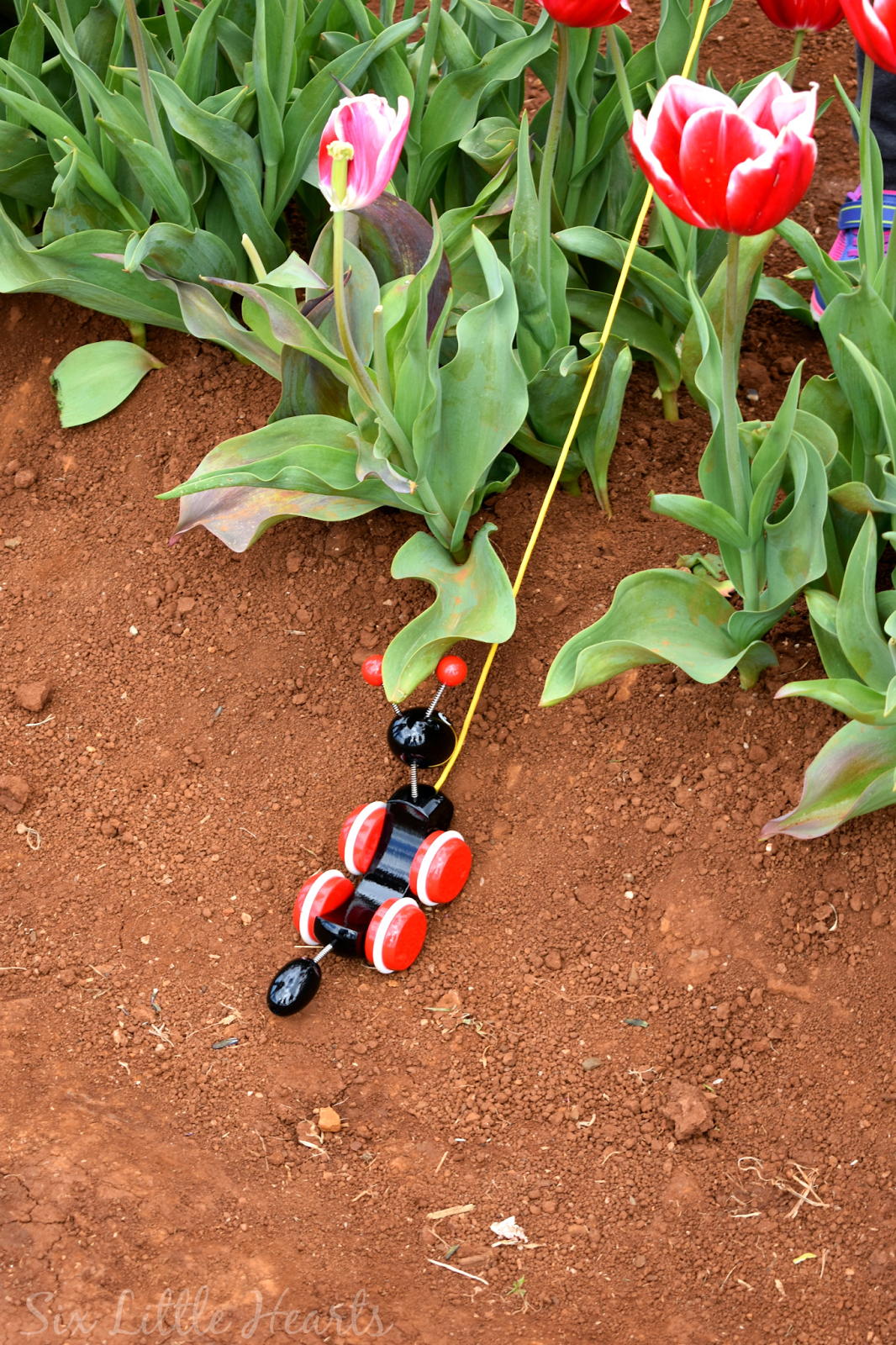 brio ant