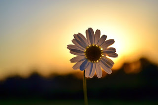 Kedalaman fotografi Kedalaman fotografi