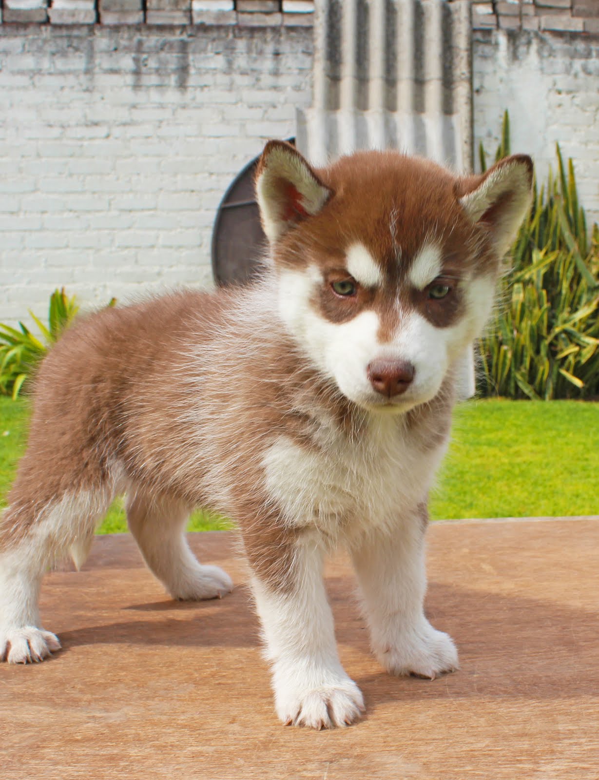 Huskies Ortiz Husky Siberiano Hembra Color Rojo