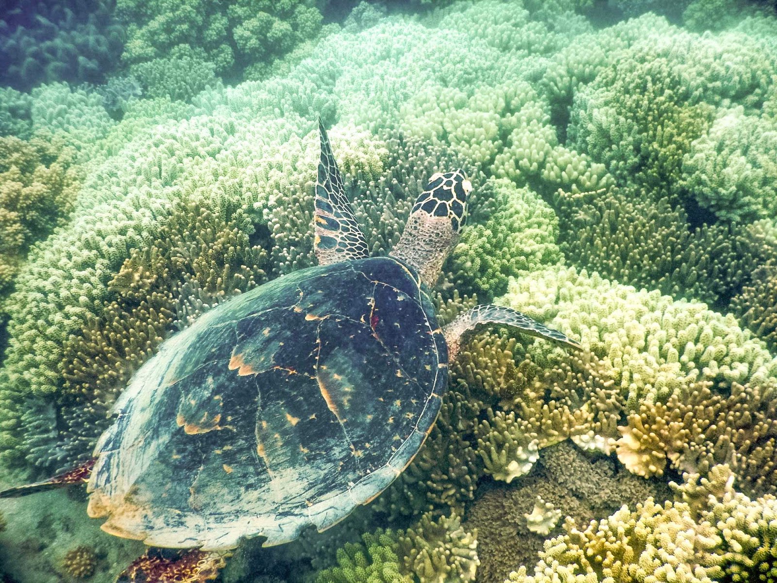 turtle on the great barrier reef