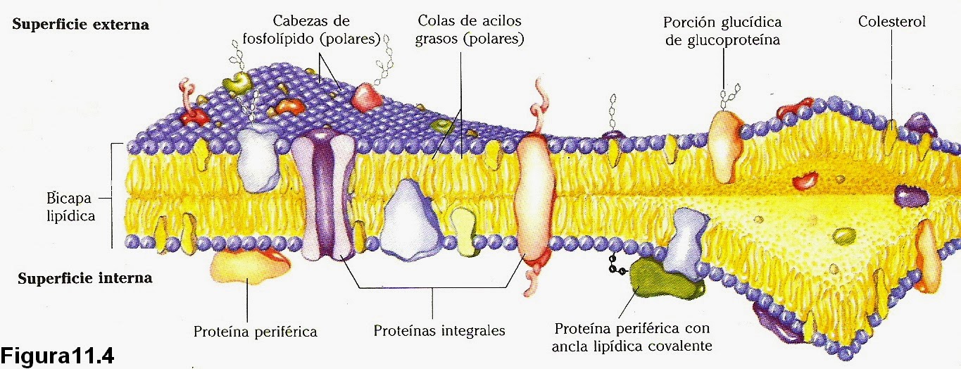 Explique O Modelo Mosaico Fluido Da Membrana Celular