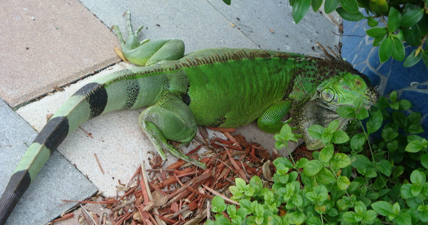 Cara Merawat Iguana Agar Jinak Reptil