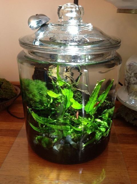 Model Aquarium Toples Unik Harga Murah Infoikan Com
