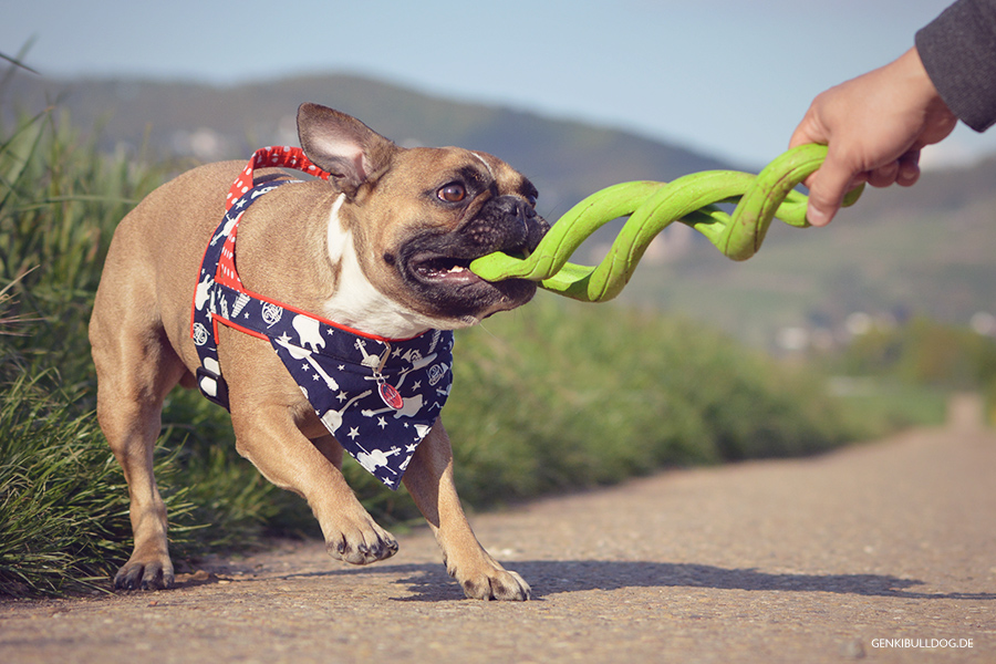 Chuckit Floppy Tug Hundespeilzeug zum Zerren Chuckit Floppy Tug Hundespeilzeug zum Zerren