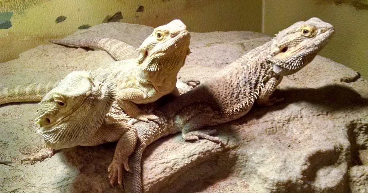 bearded-dragon-friendly.jpg