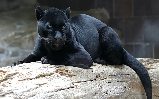 Dieren achtergrond met een zwarte panter