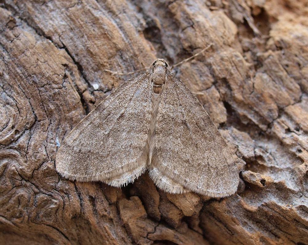 Moth Recording Group Winter moth.