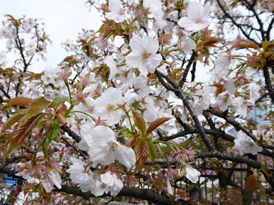 大阪造幣局 桜の通り抜け 御室有明（おむろありあけ）