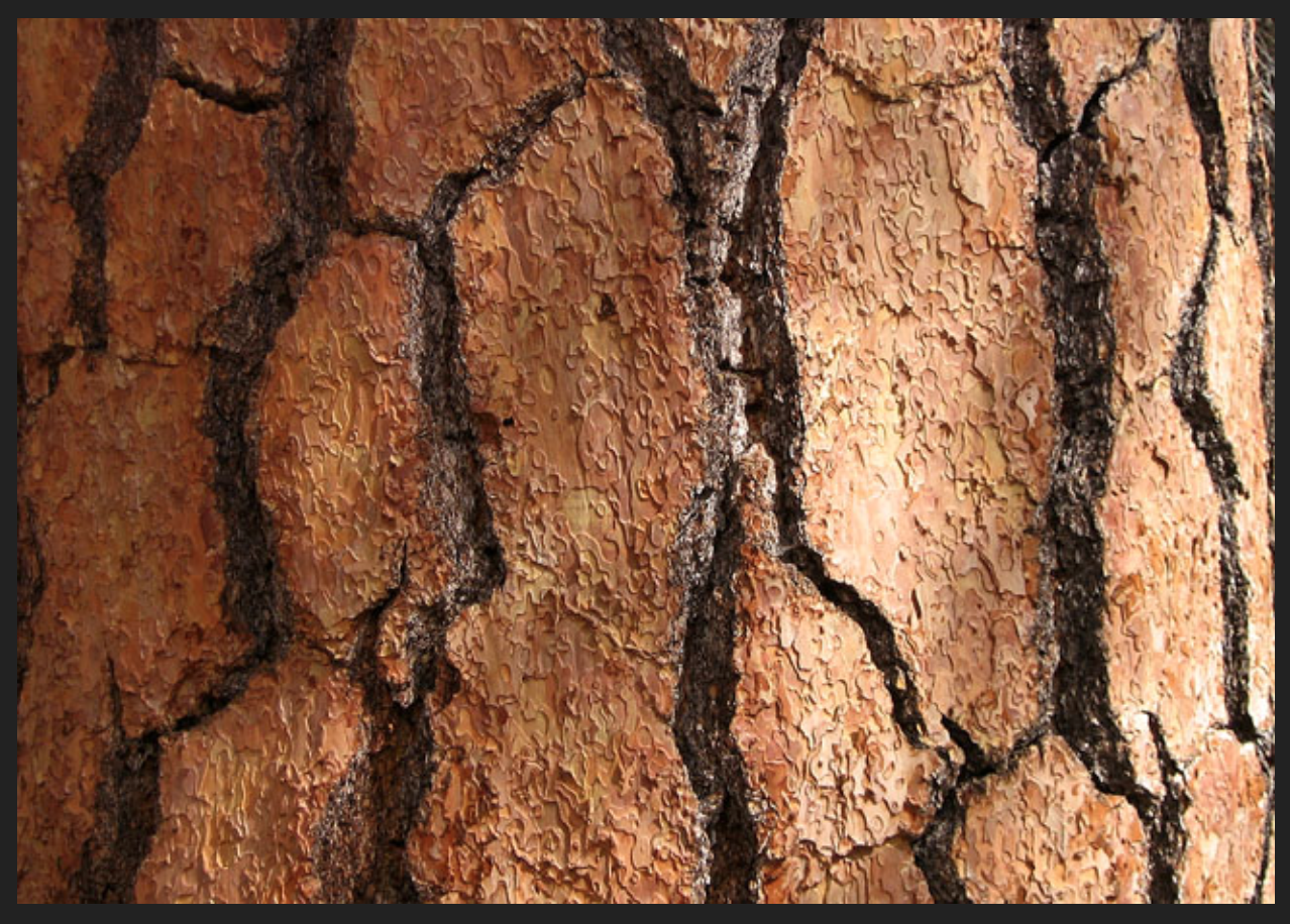 Let's Talk Wood Eleven obscure facts about wood