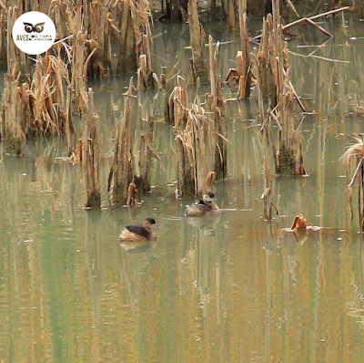 Pareja de zampullines comunes (Tachybaptus ruficollis) desde el observatorio de aves de los galachos. Pareja de zampullines comunes (Tachybaptus ruficollis) desde el observatorio de aves de los galachos.