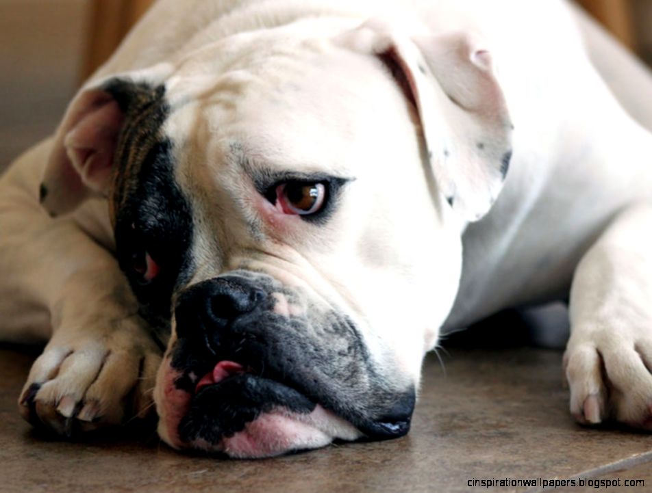 Funny American Bulldog