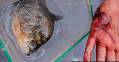 Arti Mimpi Digigit Ikan Ternyata Pertanda Keberuntungan Baca Ini