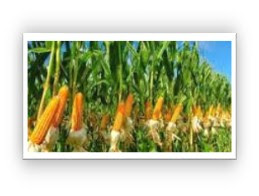 Jagung Cara Pengolahan Bahan Pangan Serealia dan Umbi