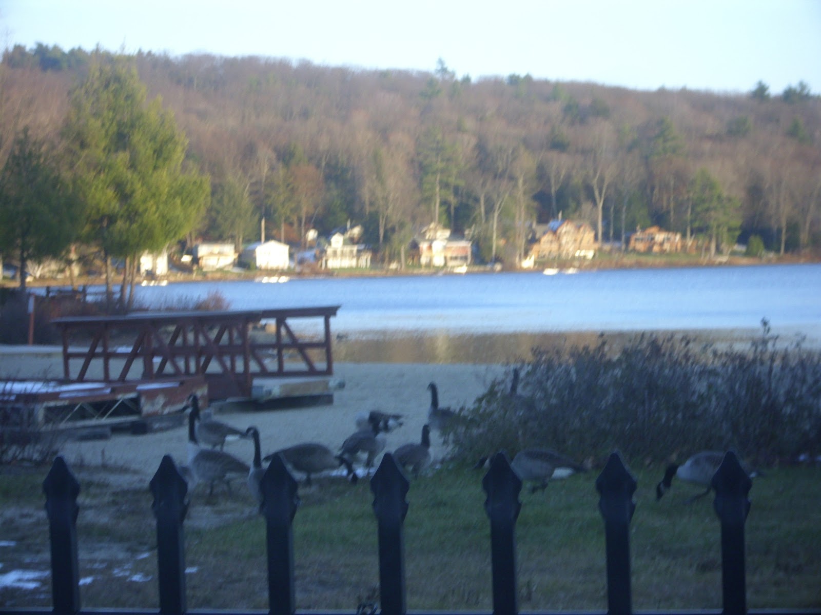 View from Lake Wyola Geese at Lake Wyola State Beach