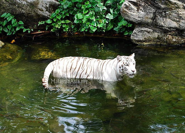 Photo of White Tiger