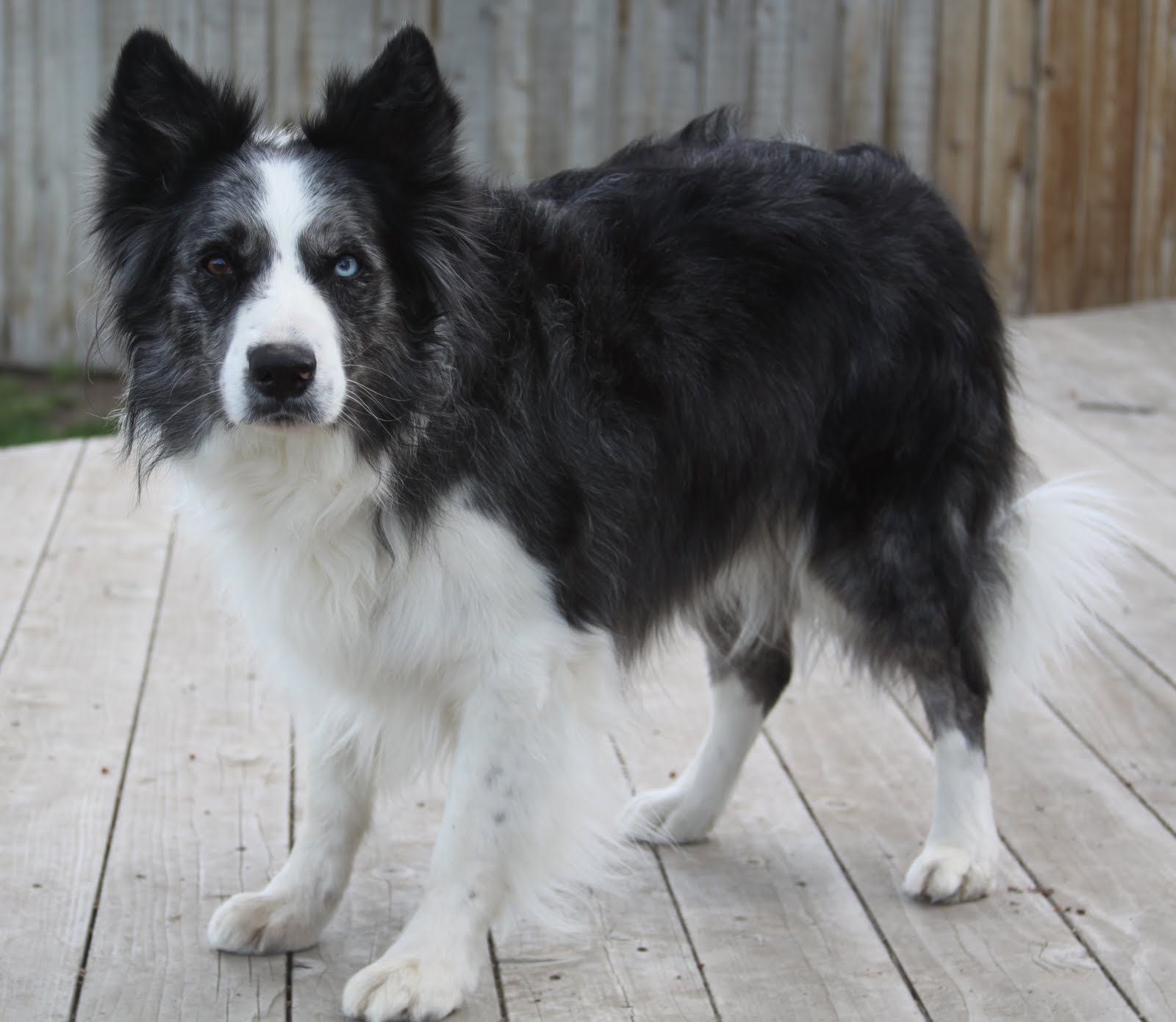 Knotty Pine Ranch Beautiful Blue Merle Border Collie in